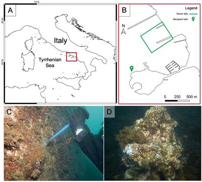 What’s the key for success? Translocation, growth and thermal stress mitigation in the Mediterranean coral Cladocora caespitosa (Linnaeus, 1767)